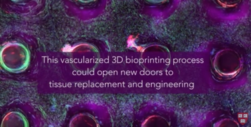 3D_bioprinting_vascular_tissue_harvard_university1