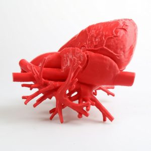 3D printed human heart with Fiberflex 40D