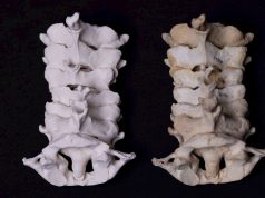 Masaryk University Launches Open-Access 3D Model Database for Medicine