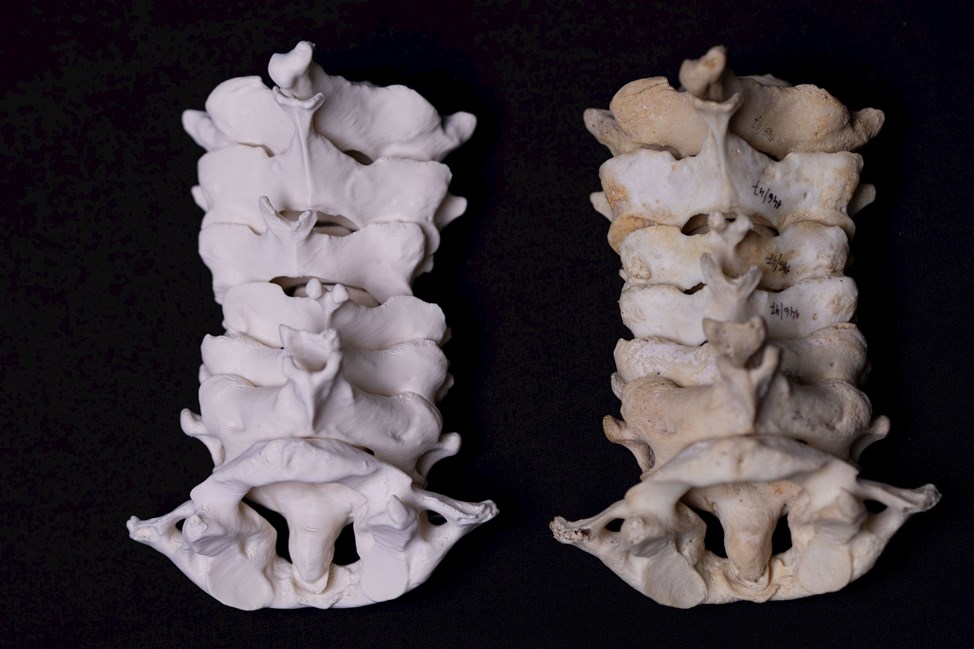 Masaryk University Launches Open-Access 3D Model Database for Medicine